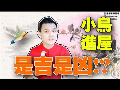 小鳥入屋|【有鳥飛進家裏】小鳥光臨我家！有鳥飛進屋裡的吉凶。